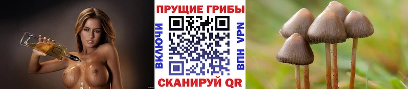 где можно купить наркотик  Лобня  Псилоцибиновые грибы GOLDEN TEACHER 